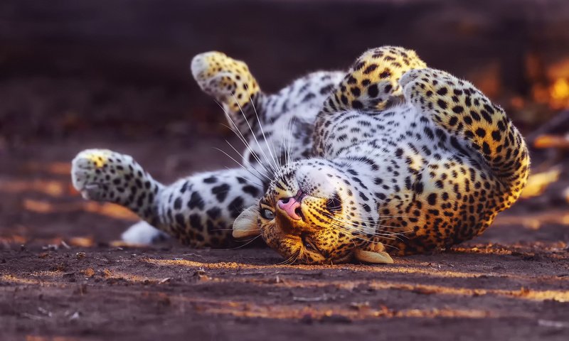 Обои спит, леопард, sleeping, leopard разрешение 1920x1200 Загрузить