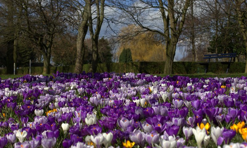 Обои цветы, парк, весна, flowers, park, spring разрешение 2560x1600 Загрузить