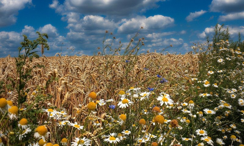 Обои цветы, поле, лето, колосья, flowers, field, summer, ears разрешение 1920x1200 Загрузить