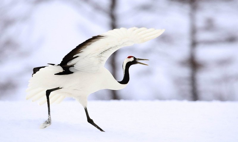 Обои снег, крылья, птица, клюв, перья, журавль, японский журавль, snow, wings, bird, beak, feathers, crane, japanese crane разрешение 1920x1200 Загрузить