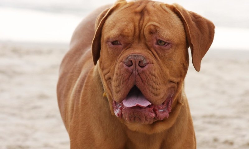 Обои взгляд, порода, бордоский дог, look, breed, dogue de bordeaux разрешение 1936x1288 Загрузить