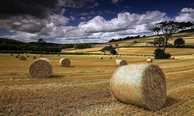 Обои небо, поле, сено, тюки, рулоны, the sky, field, hay, bales, rolls разрешение 1920x1080 Загрузить