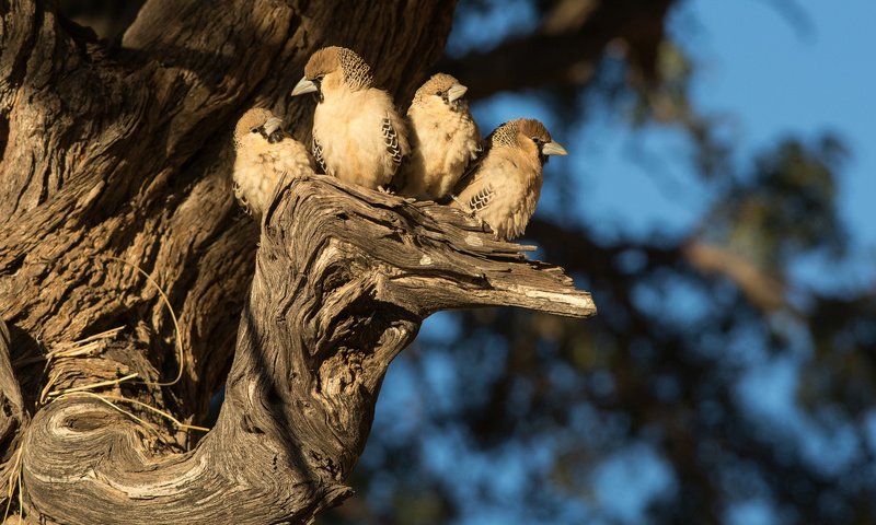 Обои природа, дерево, птицы, nature, tree, birds разрешение 2048x1366 Загрузить