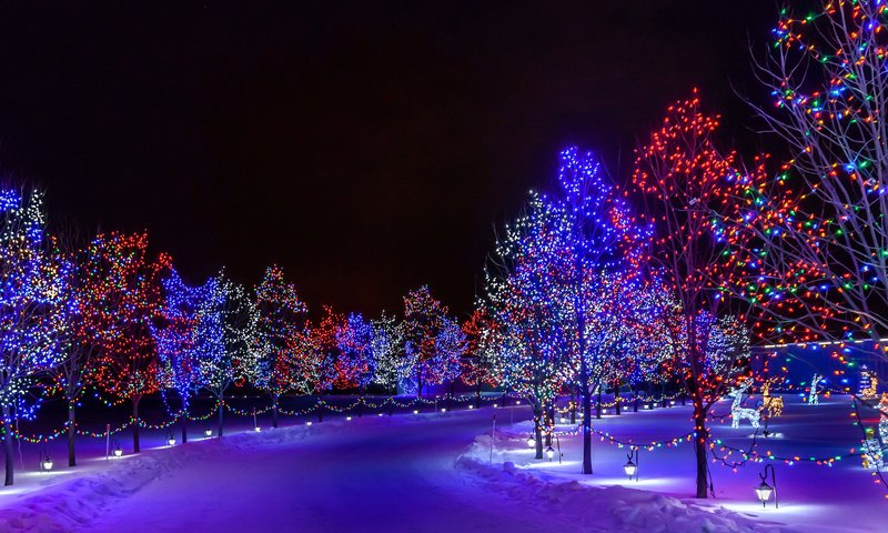 Обои дорога, ночь, деревья, снег, парк, иллюминация, город, road, night, trees, snow, park, illumination, the city разрешение 1920x1200 Загрузить