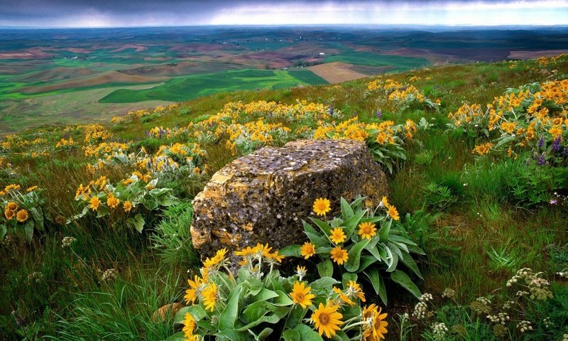 Обои цветы, трава, природа, склон, камень, долина, flowers, grass, nature, slope, stone, valley разрешение 1920x1200 Загрузить