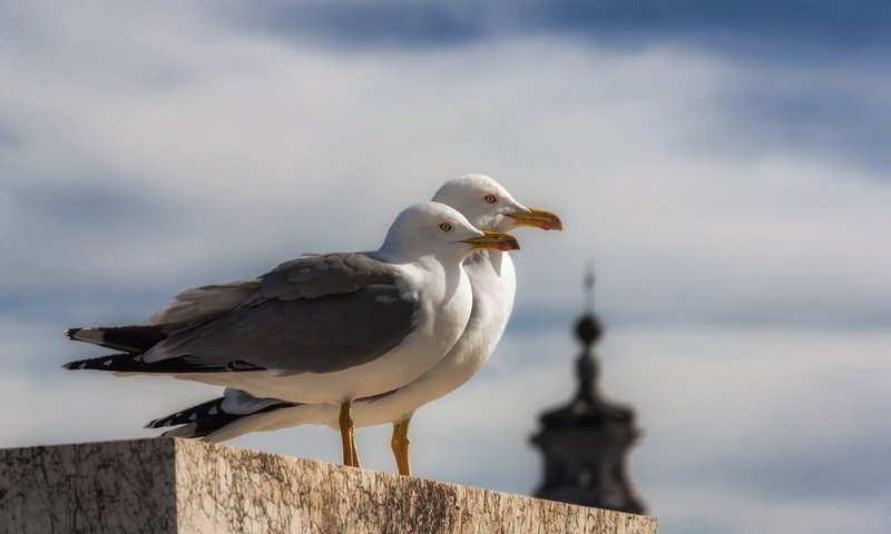 Обои чайка, птицы, клюв, перья, чайки, seagull, birds, beak, feathers, seagulls разрешение 1920x1280 Загрузить