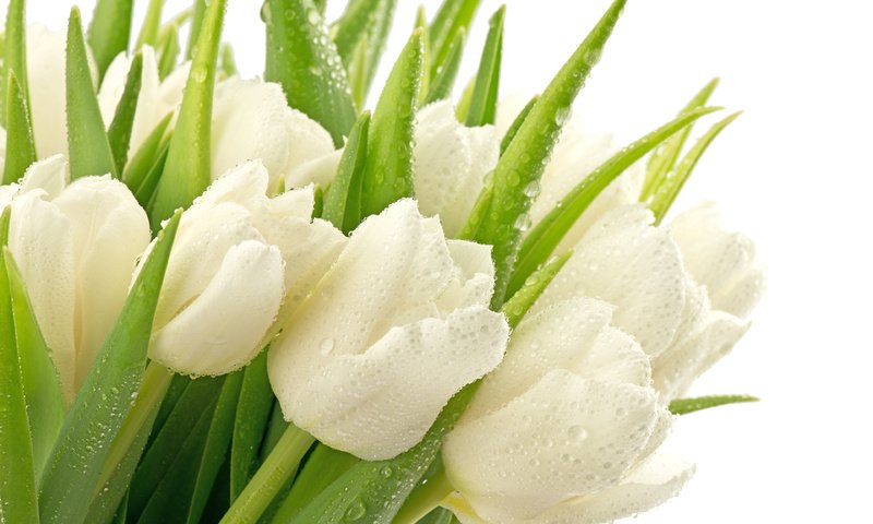 Обои букет, тюльпаны, белые, bouquet, tulips, white разрешение 3840x2400 Загрузить
