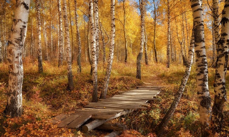 Обои березы, осень, тропа, birch, autumn, trail разрешение 1920x1200 Загрузить
