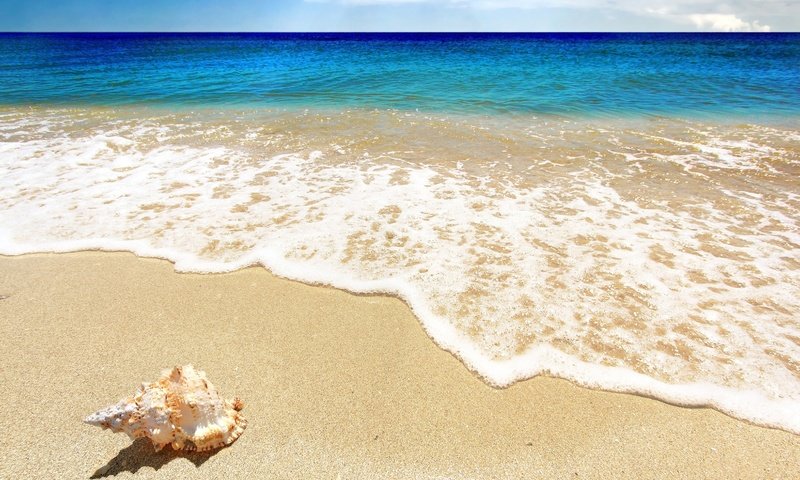 Обои природа, берег, море, пляж, ракушка, nature, shore, sea, beach, shell разрешение 1920x1200 Загрузить