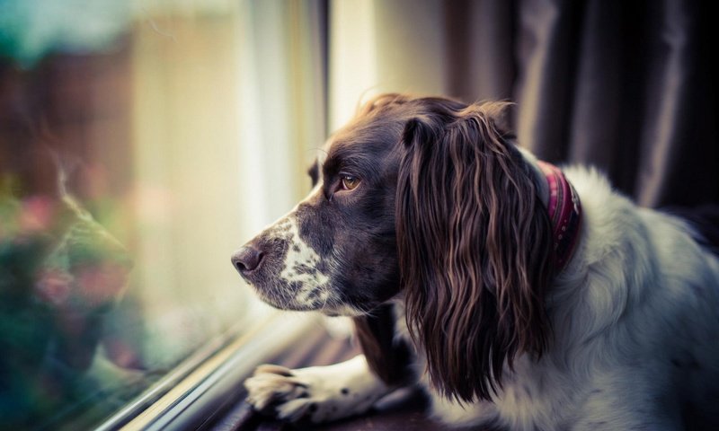 Обои морда, грусть, взгляд, собака, окно, спаниель, face, sadness, look, dog, window, spaniel разрешение 1920x1200 Загрузить