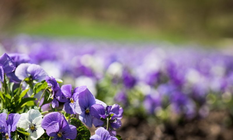 Обои анютины глазки, цветы.фиалки, pansy, flowers.violet разрешение 2560x1601 Загрузить