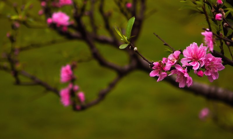 Обои цветы, цветение, листья, ветки, весна, сакура, flowers, flowering, leaves, branches, spring, sakura разрешение 2047x1296 Загрузить