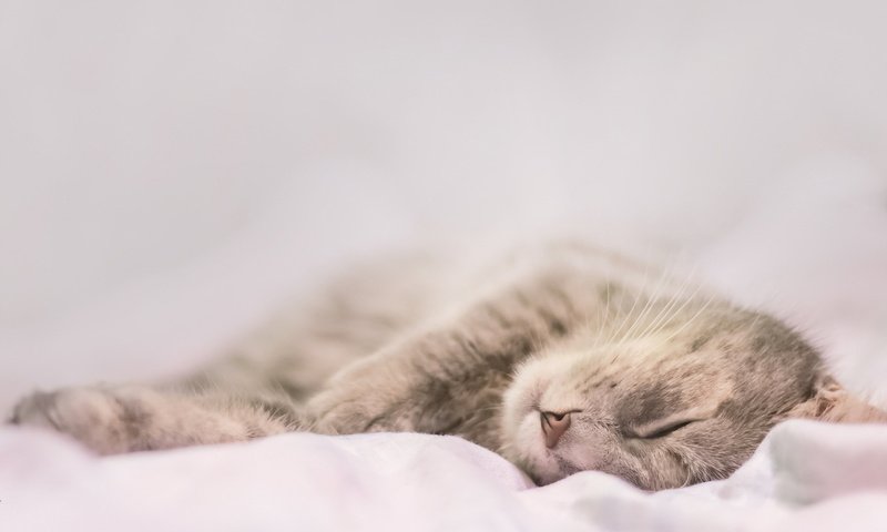 Обои кот, кошка, сон, серый, дом, уют, cat, sleep, grey, house, comfort разрешение 1920x1200 Загрузить