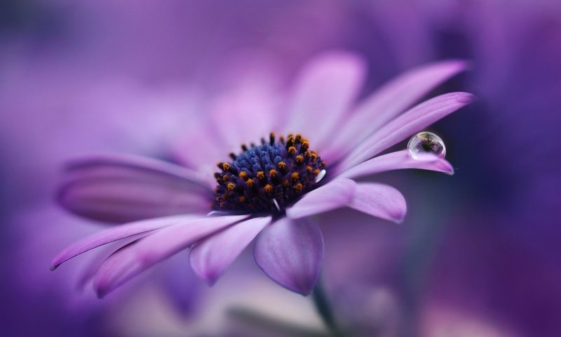 Обои макро, цветок, капля, гербера, jarmila vymazalová, macro, flower, drop, gerbera разрешение 2048x1365 Загрузить