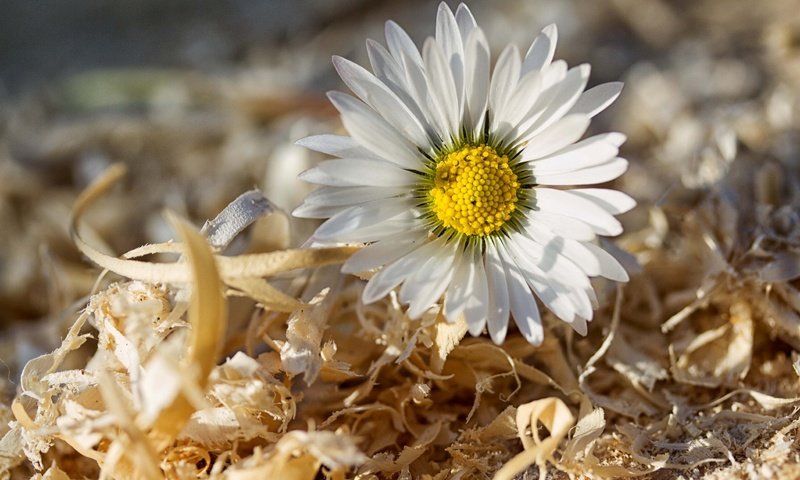 Обои макро, цветок, ромашка, опилки, macro, flower, daisy, sawdust разрешение 2592x1728 Загрузить