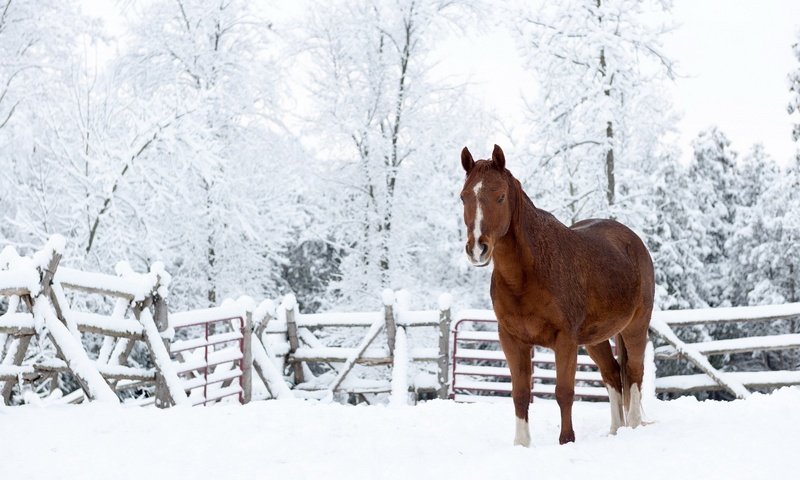 Обои лошадь, снег, природа, зима, конь, horse, snow, nature, winter разрешение 1920x1200 Загрузить