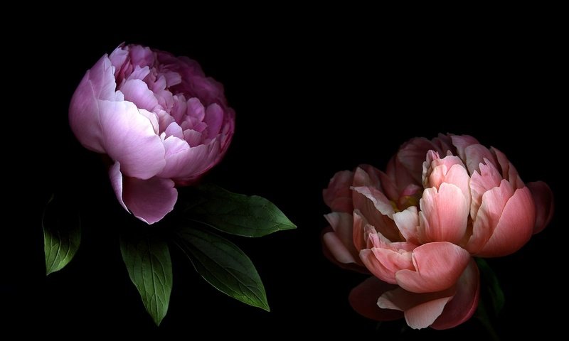 Обои свет, цветы, лепестки, тень, пара, пионы, light, flowers, petals, shadow, pair, peonies разрешение 2560x1600 Загрузить