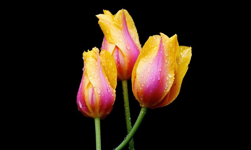 Обои цветы, вода, природа, роса, капли, весна, тюльпаны, flowers, water, nature, rosa, drops, spring, tulips разрешение 1920x1200 Загрузить