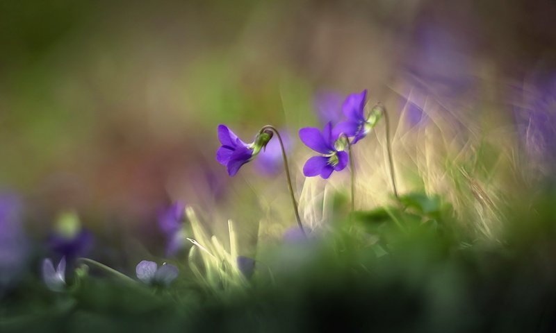 Обои цветы, трава, природа, размытость, луг, фиалка, flowers, grass, nature, blur, meadow, violet разрешение 2560x1663 Загрузить