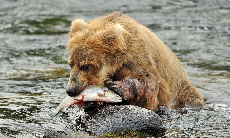 Обои река, медведь, камень, рыба, бурый медведь, в воде, river, bear, stone, fish, brown bear, in the water разрешение 2560x1600 Загрузить