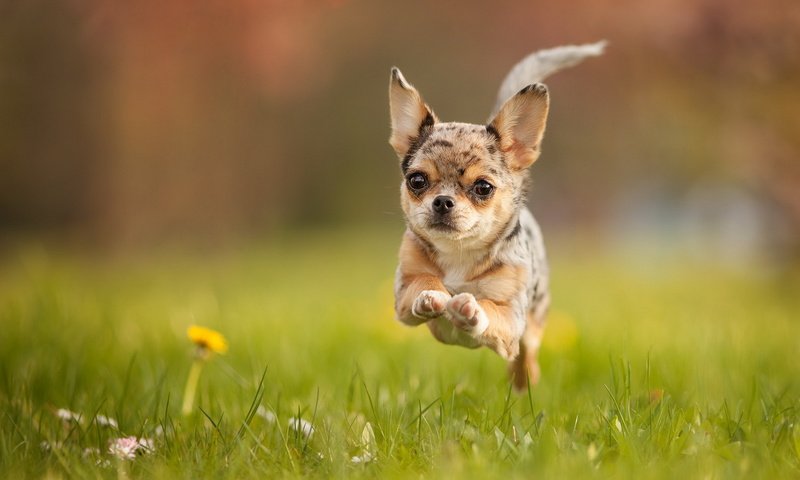 Обои поле, собака, бег, чихуахуа, field, dog, running, chihuahua разрешение 1920x1200 Загрузить