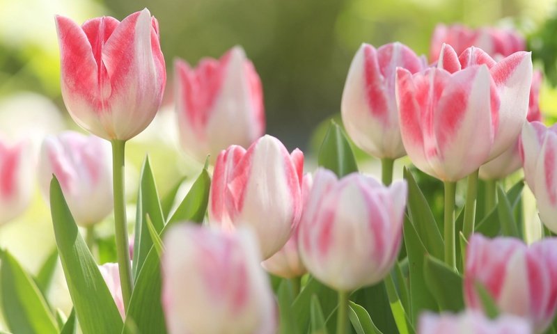 Обои цветы, природа, тюльпаны, макро., бело-розовые. бутоны, flowers, nature, tulips, macro., the pink and white. buds разрешение 1920x1200 Загрузить