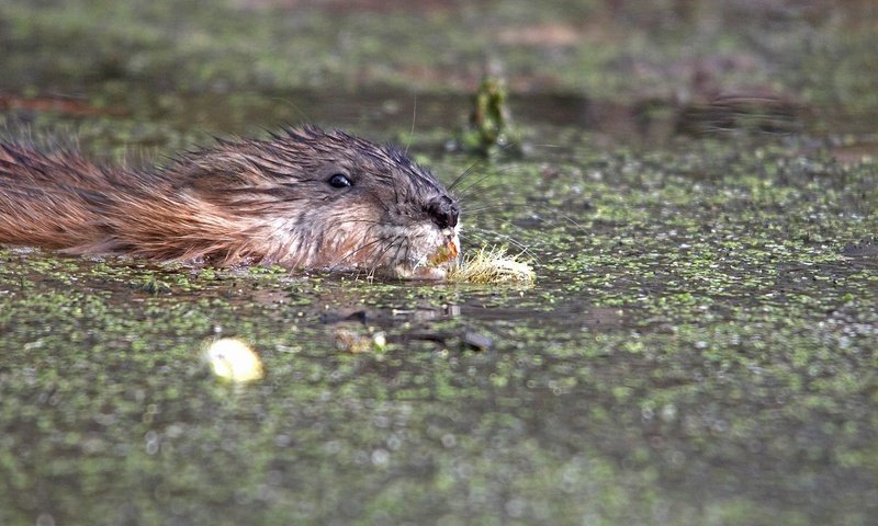 Обои озеро, взгляд, водоросли, плывет, осторожность, ондатра, lake, look, algae, floats, caution, muskrat разрешение 2000x1333 Загрузить