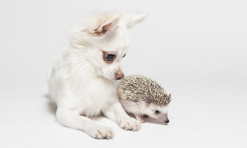 Обои фон, собака, ежик, друзья, чихуахуа, background, dog, hedgehog, friends, chihuahua разрешение 1920x1200 Загрузить