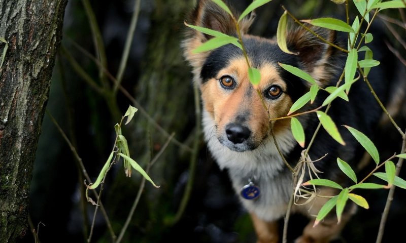 Обои листья, взгляд, собака, друг, leaves, look, dog, each разрешение 1920x1200 Загрузить