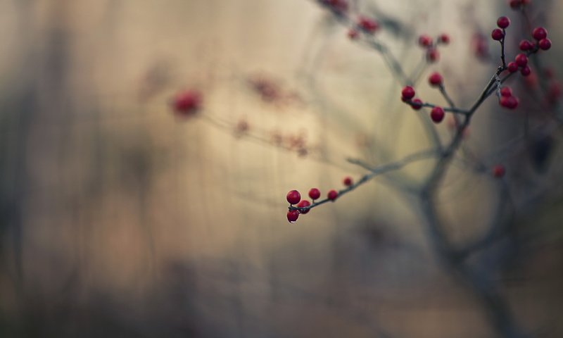 Обои ветка, природа, макро, капля, ягоды, плоды, branch, nature, macro, drop, berries, fruit разрешение 2560x1707 Загрузить