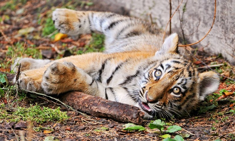 Обои тигр, взгляд, тигренок, детеныш, tiger, look, cub разрешение 3110x2064 Загрузить
