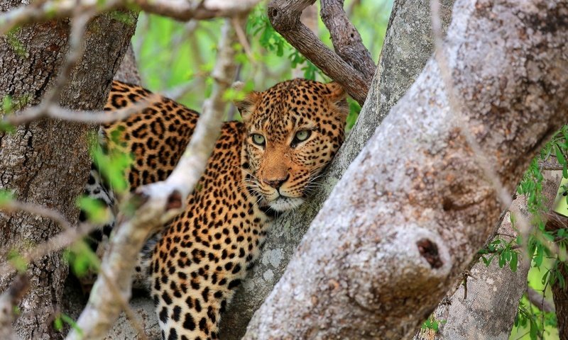 Обои дерево, взгляд, леопард, хищник, tree, look, leopard, predator разрешение 1920x1200 Загрузить