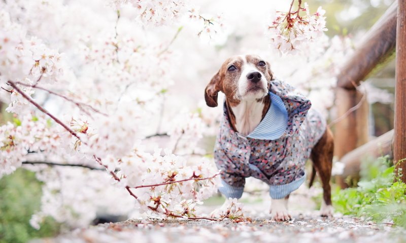 Обои взгляд, собака, весна, друг, look, dog, spring, each разрешение 2560x1600 Загрузить