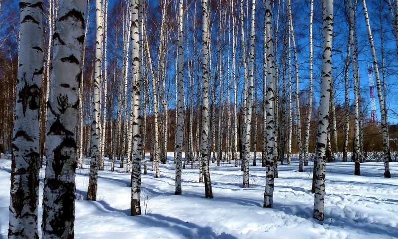 Обои деревья, снег, пейзаж, березы, роща, trees, snow, landscape, birch, grove разрешение 1920x1200 Загрузить