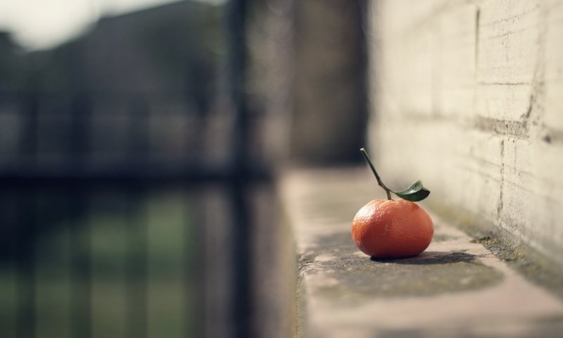 Обои фон, фрукты, размытость, цитрус, мандарин, background, fruit, blur, citrus, mandarin разрешение 2560x1600 Загрузить