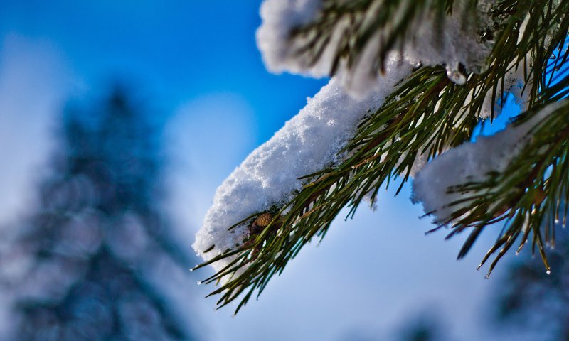 Обои снег, хвоя, зима, ель, иголки, еловая ветка, snow, needles, winter, spruce, spruce branch разрешение 2048x1365 Загрузить