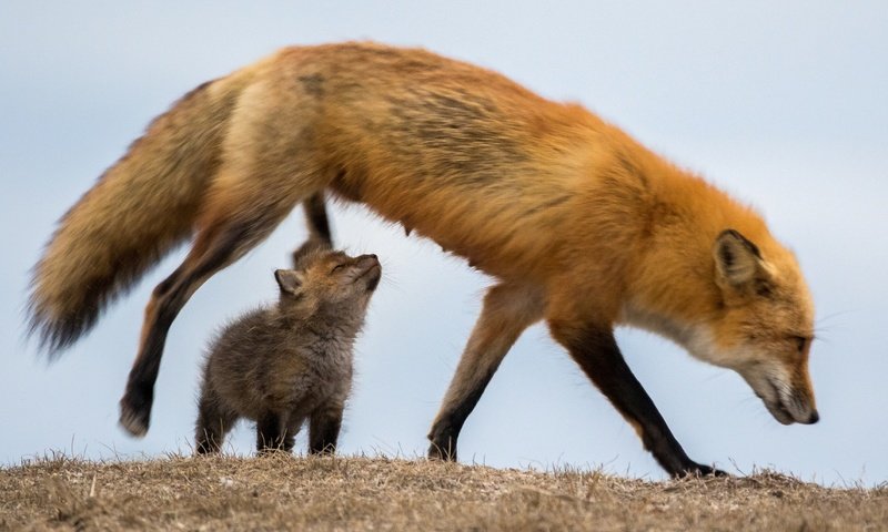 Обои трава, природа, лиса, лисица, сухая, лисенок, grass, nature, fox, dry разрешение 2590x1727 Загрузить