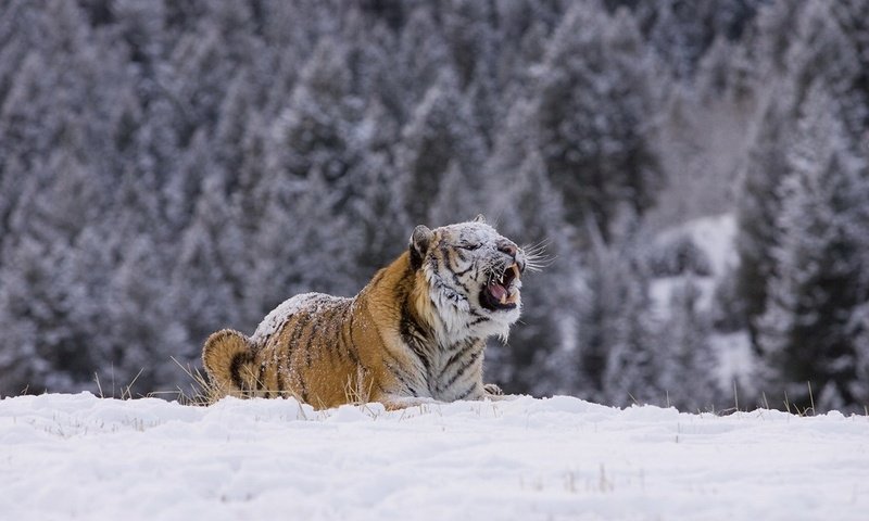 Обои тигр, снег, лес, зима, хищник, tiger, snow, forest, winter, predator разрешение 1920x1276 Загрузить