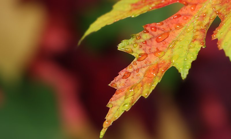 Обои природа, макро, капли, осень, лист, nature, macro, drops, autumn, sheet разрешение 1920x1200 Загрузить