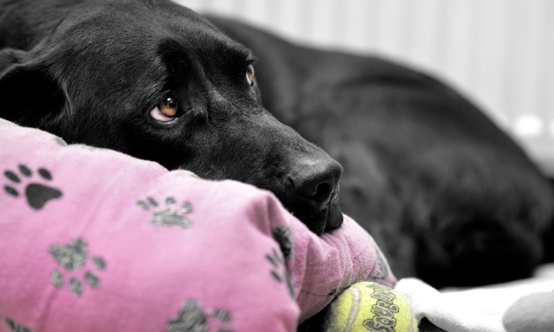 Обои черный, собака, лабрадор, black, dog, labrador разрешение 2560x1689 Загрузить