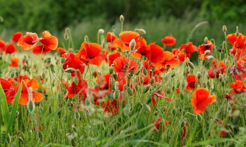 Обои цветы, поле, лето, красные, маки, flowers, field, summer, red, maki разрешение 1920x1200 Загрузить