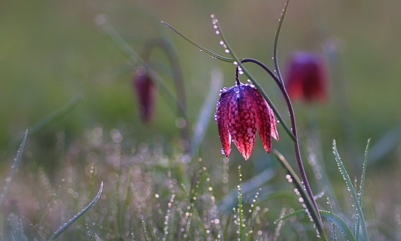 Обои трава, цветок, капли, рябчик шахматный, grass, flower, drops, grouse chess разрешение 2560x1703 Загрузить