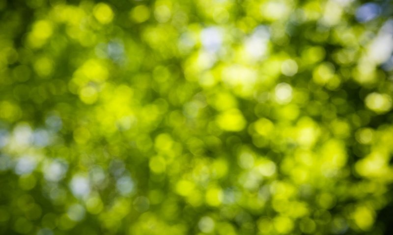 Обои дерево, листья, зелёный, лист, боке, tree, leaves, green, sheet, bokeh разрешение 1920x1280 Загрузить