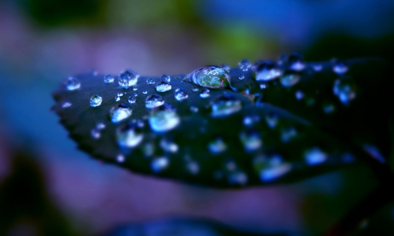 Обои природа, зелень, макро, роса, капли, лист, растение, nature, greens, macro, rosa, drops, sheet, plant разрешение 1920x1200 Загрузить