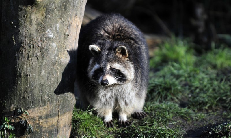 Обои трава, дерево, тень, енот, grass, tree, shadow, raccoon разрешение 4288x2848 Загрузить