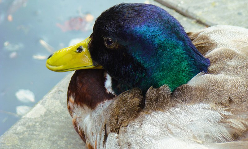 Обои водоем, птица, клюв, перья, утка, кряква, pond, bird, beak, feathers, duck, mallard разрешение 3264x2448 Загрузить