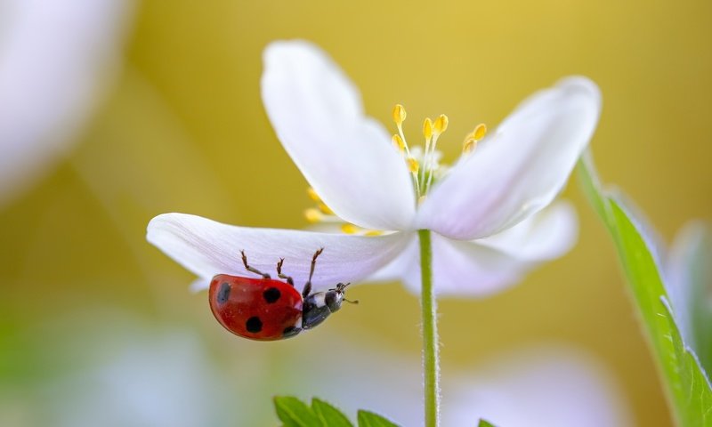 Обои природа, макро, насекомое, цветок, белый, божья коровка, nature, macro, insect, flower, white, ladybug разрешение 2047x1182 Загрузить