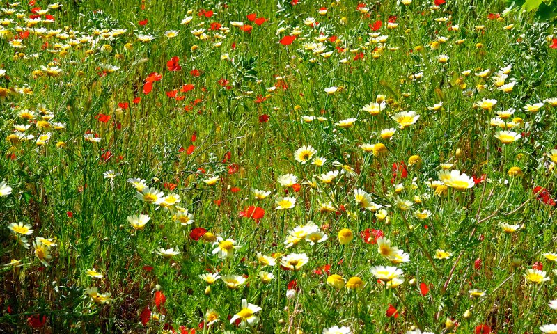 Обои цветы, трава, поле, маки, луг, ромашки, flowers, grass, field, maki, meadow, chamomile разрешение 2048x1369 Загрузить
