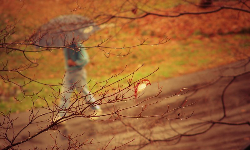 Обои природа, дерево, парк, ветки, осень, человек, дождь, зонт, nature, tree, park, branches, autumn, people, rain, umbrella разрешение 2048x1461 Загрузить