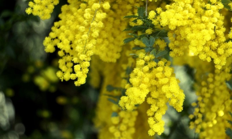 Обои цветы, макро, весна, пушистые, желтые, мимоза, flowers, macro, spring, fluffy, yellow, mimosa разрешение 2048x1361 Загрузить